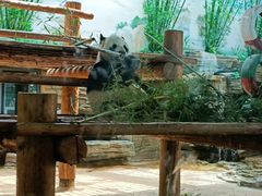 -西霞口神雕山野生动物世界