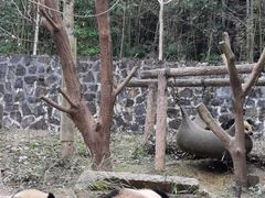 -都江堰中华大熊猫苑