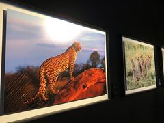 -罗红摄影艺术馆