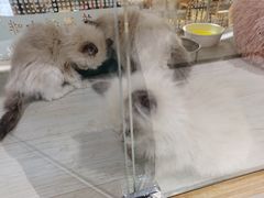 -藏猫猫咖啡主题馆(中央大道店)