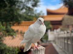 -深圳市中科院仙湖植物园