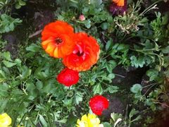 -三圣花乡旅游区