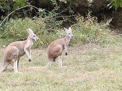 -杭州野生动物世界