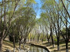-大望京公园
