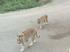 -大连森林动物园