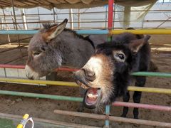 -南宫五洲植物乐园