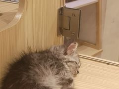-屋虎猫馆(宝安大仟里店)