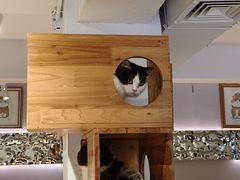-more than meow吴止猫主题餐厅(承德 中船汇店)