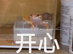 -酷以爬仙阁实体爬宠店·守宫·蜥蜴·专业繁育