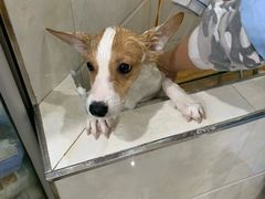 -瑞鹏瑞爱宠物医院·全科·猫科·血液透析中心(龙头寺店)