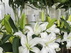 -亭亭鲜花店(中山北路店)