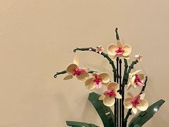 -Again Coffee Roaster(香蜜湖店)