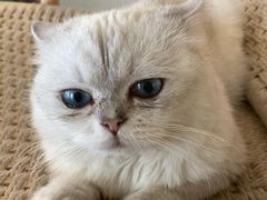 -喵屿·大理花园猫咖