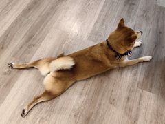 -柴迷FANS CLUB·柴犬狗咖·猫咖