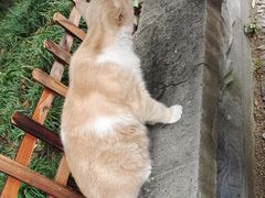 -西园寺