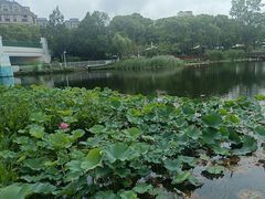 -新江湾城公园