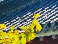 -千年银杏谷文化旅游区