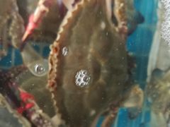 -蓝珊甄选海鲜自助·火锅大排档(近阿那亚店)