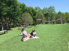 -爪吧宠物乐园 (温榆河示范区店)