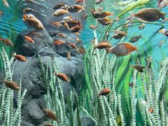 -上海海洋水族馆