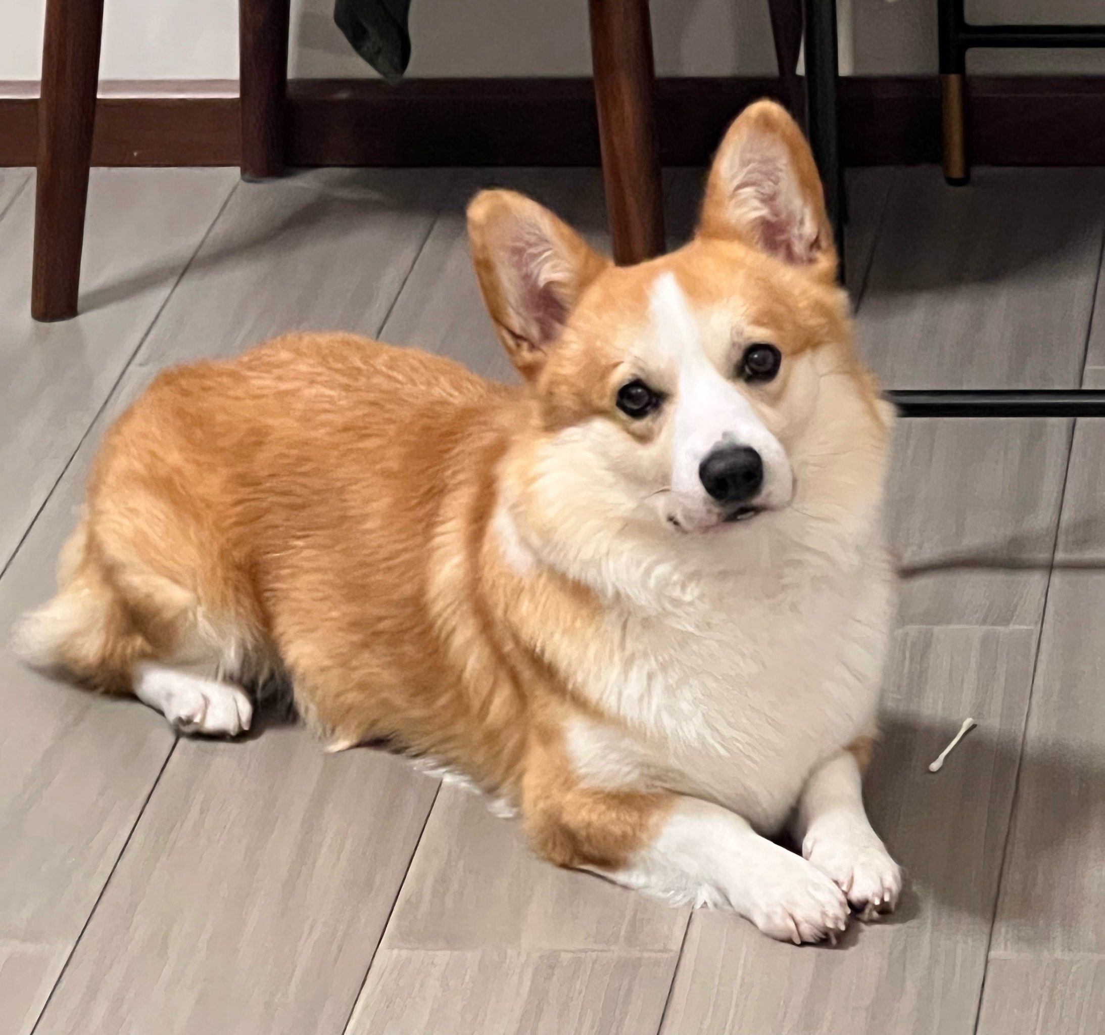 宠物狗狗的日常萌