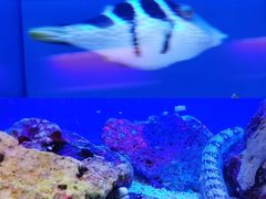 -上海海洋水族馆