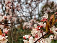 -上海吴淞炮台湾国家湿地公园
