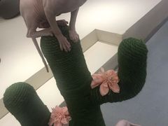 -飞行喵MR PILOT|猫舍·猫咖(静安大融城店)