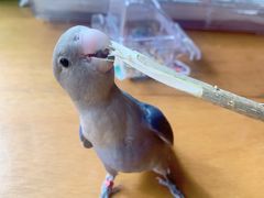 -麦当劳(曲阳店)