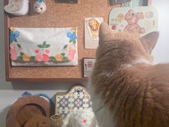-安安宠医宠物医院·异宠·犬猫内科(岳阳分院)