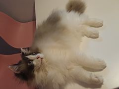 -三花喵·撸猫购宠·宠物生活馆(虹桥南丰城店)