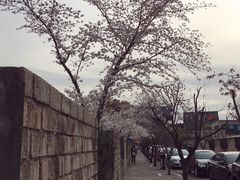 -嘉定紫藤园