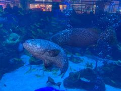 -成都浩海立方海洋公园
