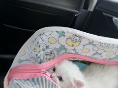 -爪爪喵星球·猫舍(卓悦中心店)