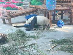 -青藏高原野生动物园