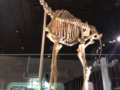 -东京国立博物馆