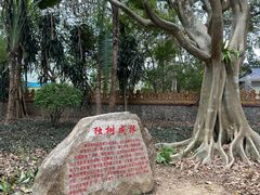 -瑞丽独树成林风景区