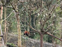 -都江堰中华大熊猫苑