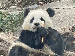 -都江堰中华大熊猫苑