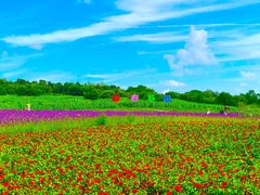 -莲花山花海