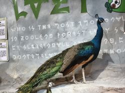 点击看大图 -Zoolung Zoolung动物主题公园(海信广场店)