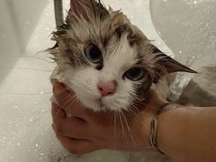 -瑞派康怡24h宠物医院·犬猫医疗中心·微创绝育(瑞景分院)