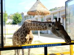 -西霞口神雕山野生动物世界