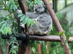 -广州长隆野生动物世界