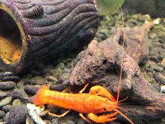 -上海大自然野生昆虫馆(东方明珠·爬宠昆虫探索中心)