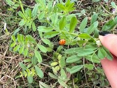 -川道拐耗儿鱼(置信路店)