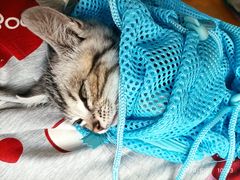 -喵百万·布偶·蓝金金渐层英短·猫舍(百子湾店)