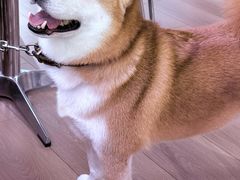 -2326 Coffee Roaster咖啡豆可选店(林肯公园店)