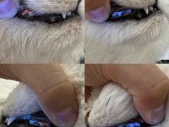 -momokira米努特·德文卷毛猫·棉花面纱犬