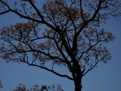 -海南热带雨林国家公园吊罗山景区